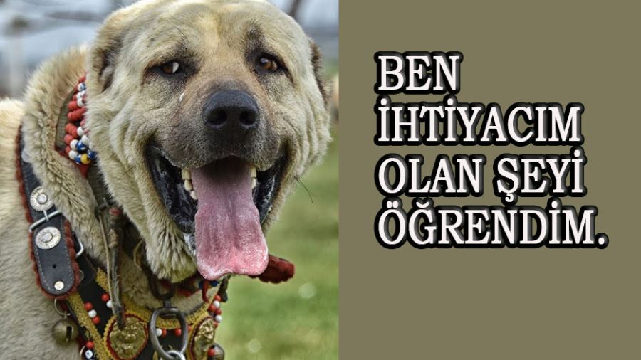 BEN İHTİYACIM OLAN ŞEYİ ÖĞRENDİM.