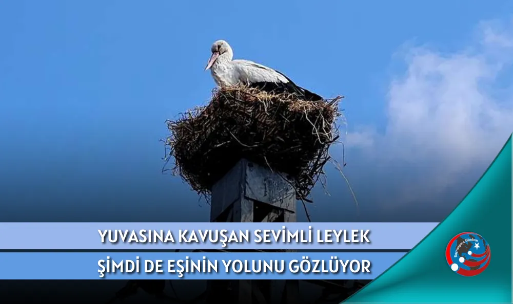 YUVASINA KAVUŞAN SEVİMLİ LEYLEK ŞİMDİ DE EŞİNİN YOLUNU GÖZLÜYOR