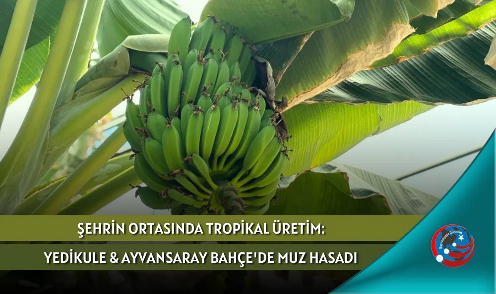 ŞEHRİN ORTASINDA TROPİKAL ÜRETİM: YEDİKULE & AYVANSARAY BAHÇE'DE MUZ HASADI